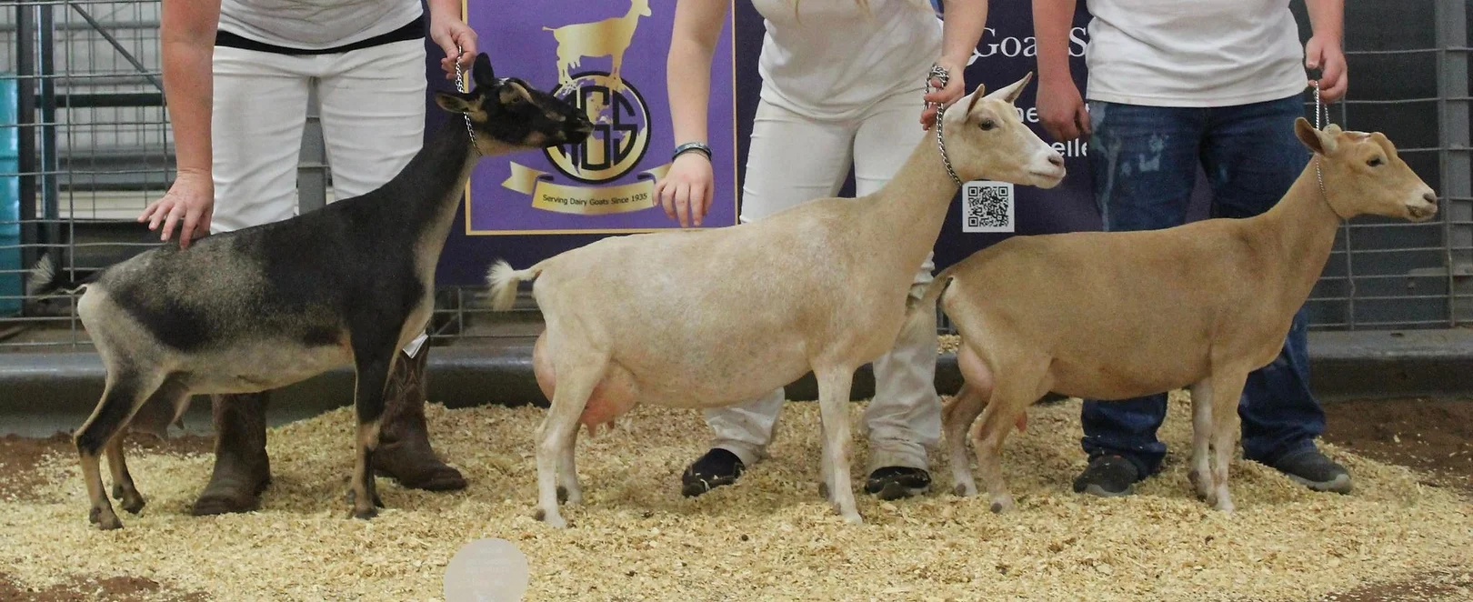 2022 AGS Nationals Get of Sire - Castle Rock U Got The Look *+B Short on Heaven UMyFascination 8*M, Short on Heaven UMyPassion, and in middle GCH Short on Heaven UGot The Grace 7*M