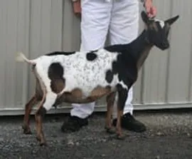 Sire's Dam: Rosasharn P Pennsylvania 4*M 4*D VEEA 84 Photo courtesy of Rosasharn Farm