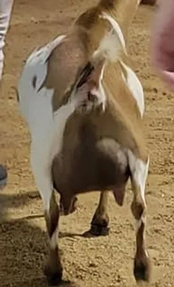 SD: SGCH Short On Heaven Recherche' 6*M VVVV86 1st Place Udder TX State Fair, 3F 1,102lbs