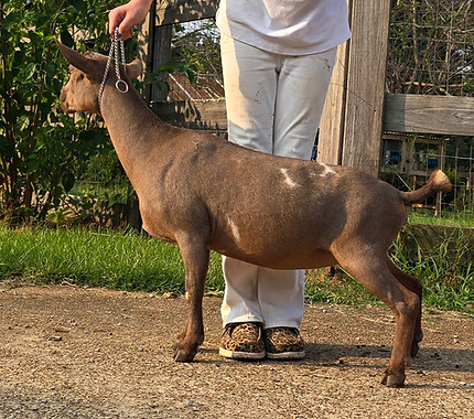 SHORT ON HEAVEN HOTGIRL SUMMER