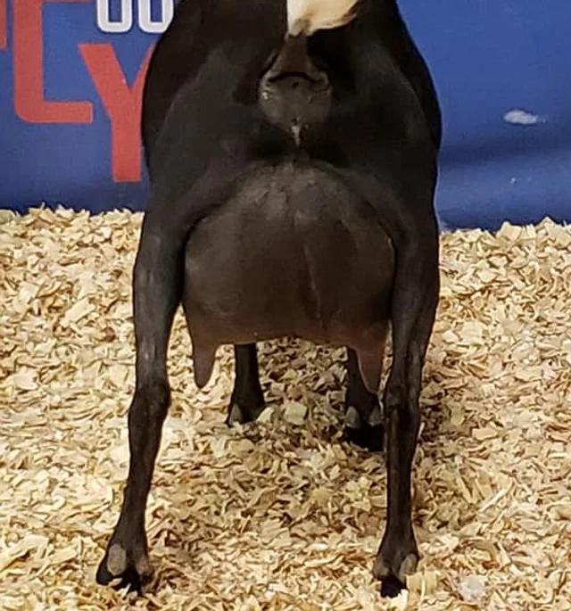 Sire's Dam: Short on Heaven King's Justice 7*M 7*D 87VG