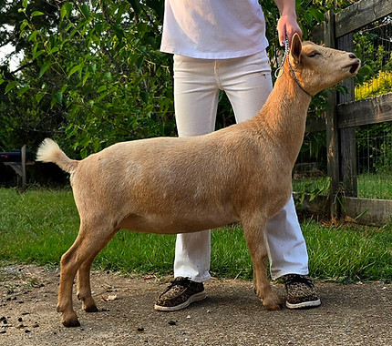 SHORT ON HEAVEN SD INFATUATION