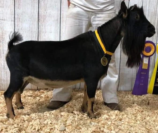 SIRE: Â CH Gypsy Moon BJ TakeMe To Church *B VEE89