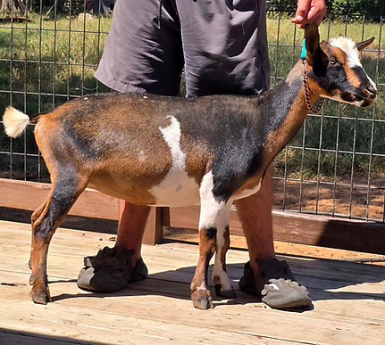 TEXAS MARIGOLDS' MOON SONG