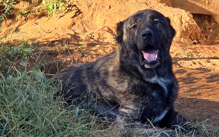 Armenian Gampr puppies available