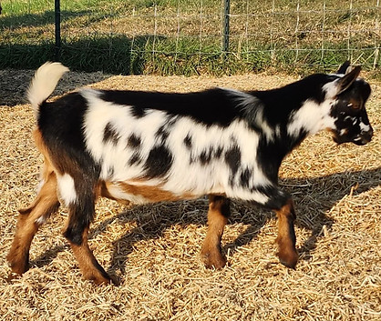 Nigerian Dwarf and Saanen goats for sale 4H ADGA