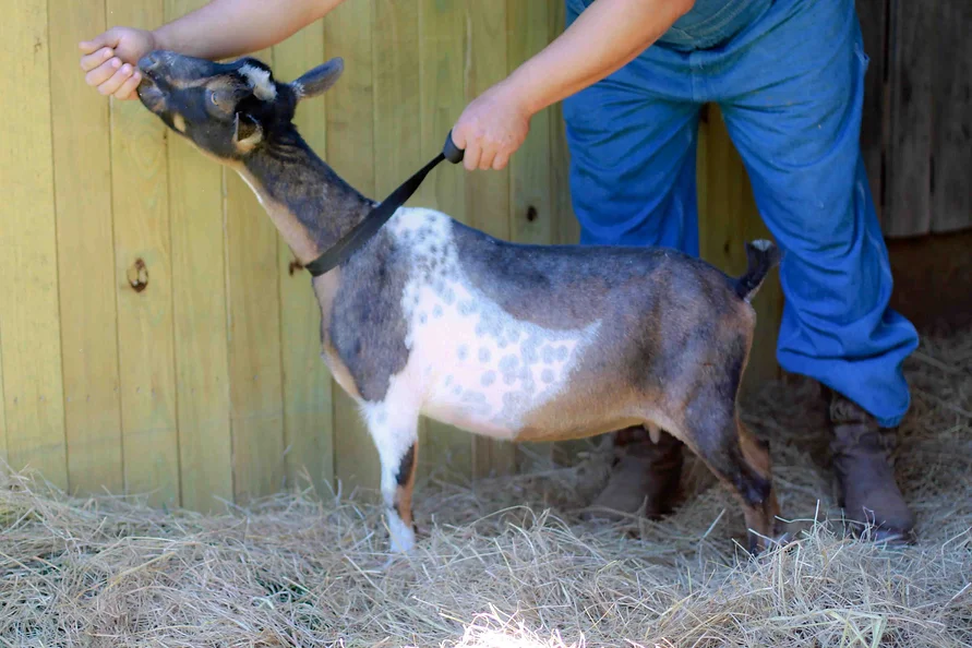 LIL' HILL FARM RVW MYSTIQUE Nigerian Dwarf goat for sale