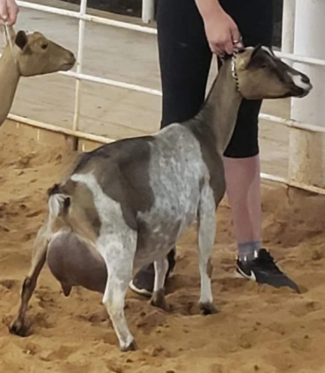 Max's Maternal Sister: SG Short on Heaven Blue Lucy Lu 2*M VEEE91