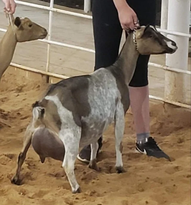 Dam's Sister: Â SG Short on Heaven Blue Lucy Lu 2*M 3*D 86VG