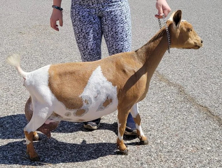 Â SGCH Short On Heaven Love My Joy 5*M 8*D ++VV84 90EX 2022 AGS National Reserve Senior Doe
