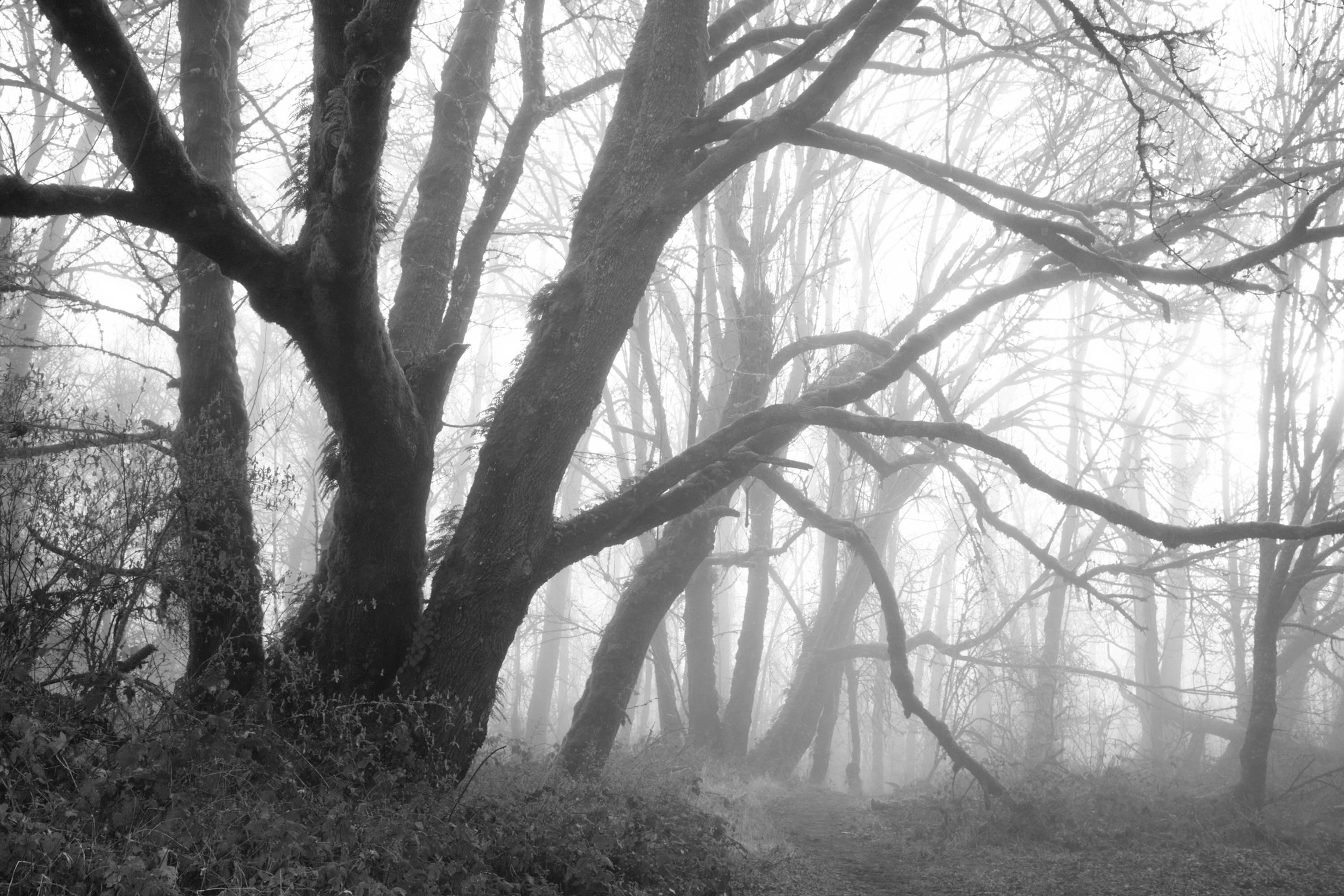 Branches in Mist