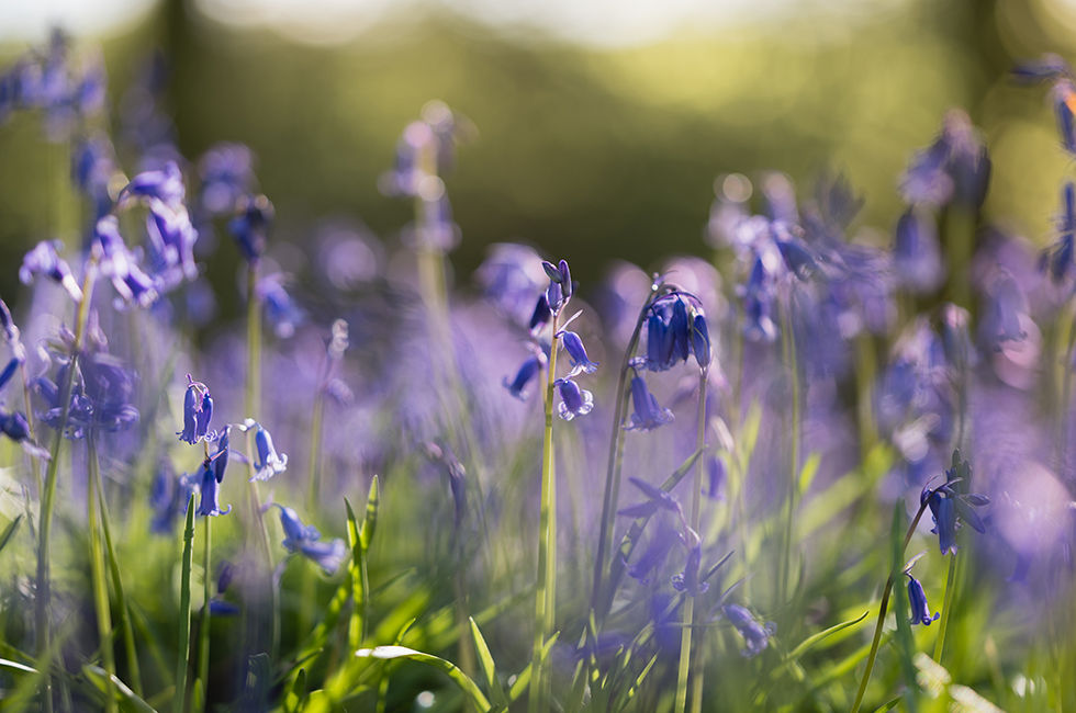 Bluebells