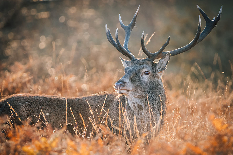 Deer