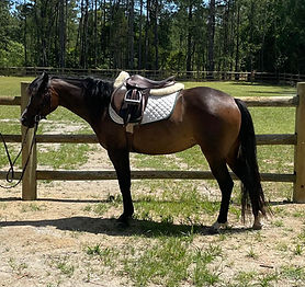 Woodberrys Queen of Hot.jpg