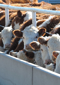 DM Carts - Calves in a calf farm