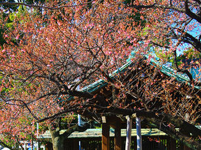 荏原神社の寒緋桜咲き始める