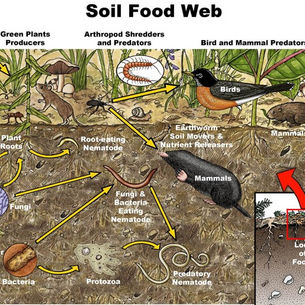 Memahami Dinamika Soil Food Web: Kunci untuk Pertanian Berkelanjutan