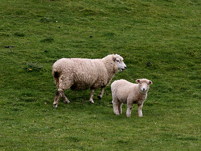 Schafe im Feld