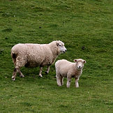 Ontario Sheep & Goat Insurance