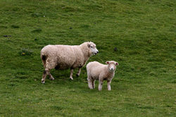 Ovejas en el campo
