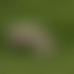 Sheep, Wolf and The Character