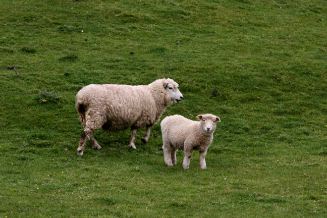 Our Farmed Sheep