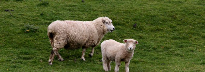 Sheep in Field