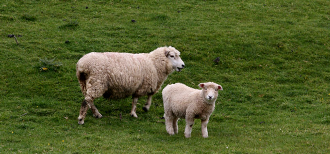Ovejas en el campo