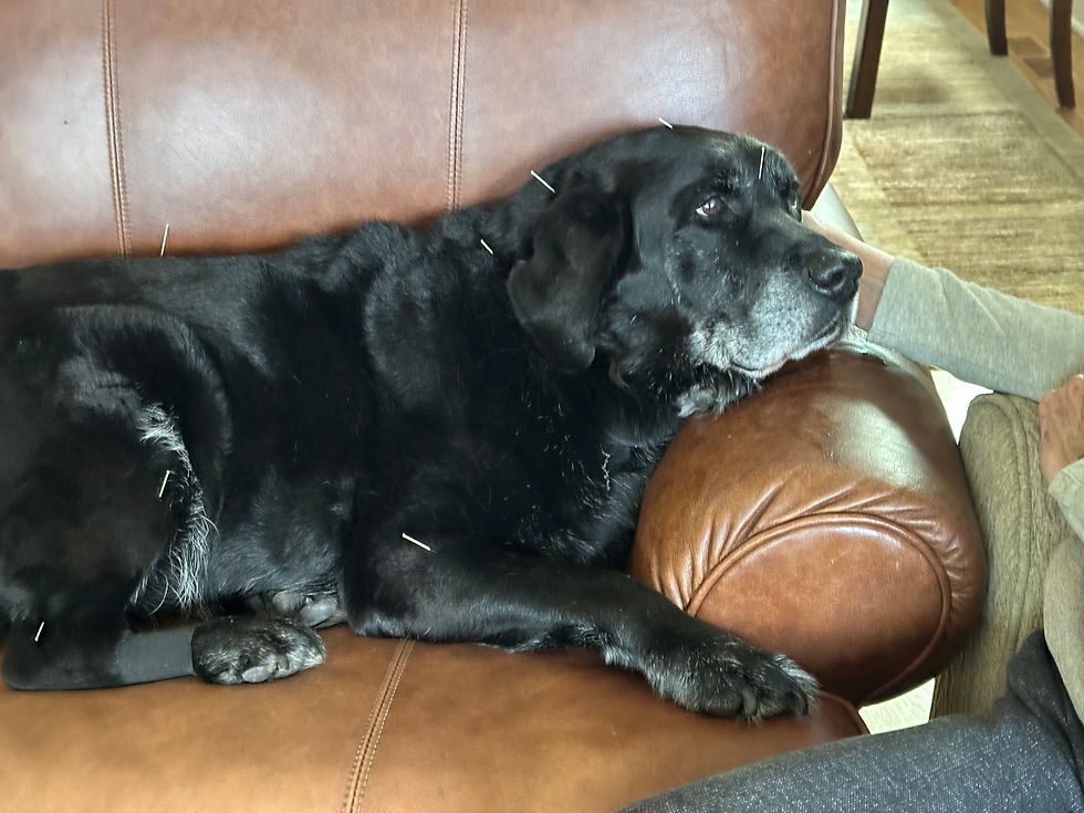Henry, 12 yrs, IVDD