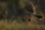 MAIN WEBSITE PHOTO_edited.jpg
