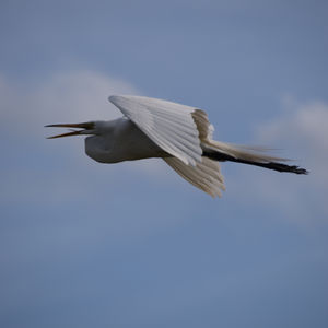 Wildlife