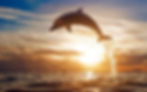 dolphin-animal-at-sunset-boj5ftsg4pcmsobv.jpg