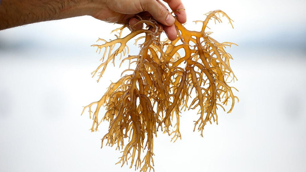 Algae-2.jpg