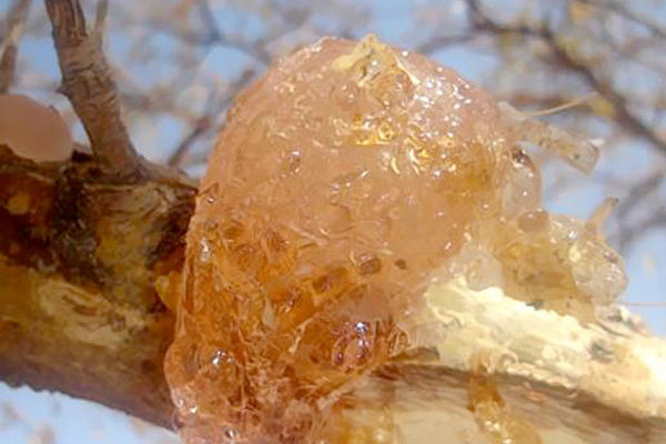 Gum Hashab Grade 1 · Whole Lumps