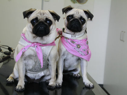 Weniger Antibiotika, gesündere Haut