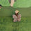Thumbnail: Daffodil Fairy Miniature Fairy Garden