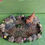 Thumbnail: Miniature Pond Friends Dog and Turtle Pond Fairy Garden Gnome Garden NEW