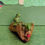 Thumbnail: Miniature Fairy Garden 3 Frogs Rowing Leaf Boat