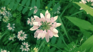 Pink Tinged Burst