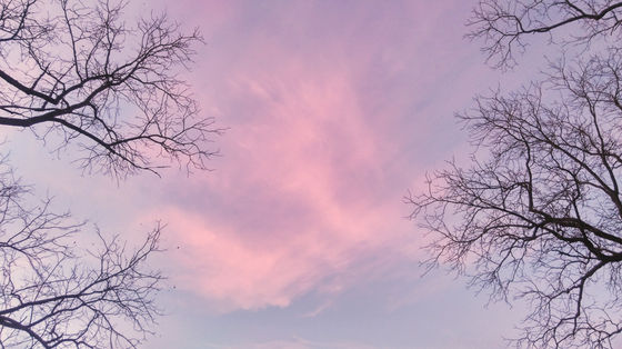 Morning Pink Clouds