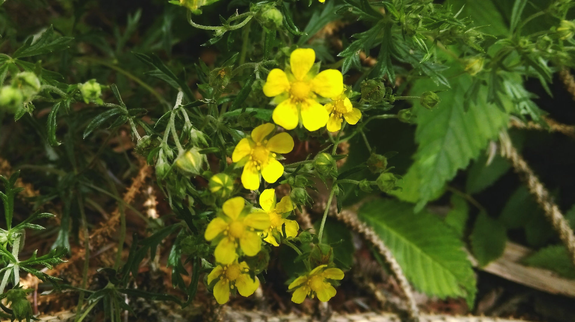 Sunshine Forest Firecrackers 5_30_16