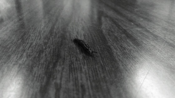 Slug on a Smooth Desk