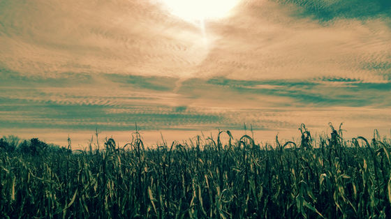 Over the Fields