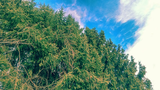 Slanted Treeline Perspective