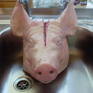 Quality Frozen Pork Head