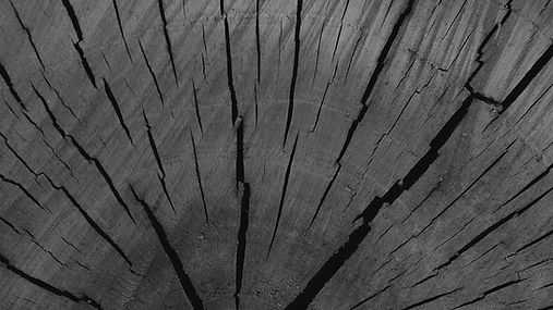 Tree%20Trunk_edited.jpg
