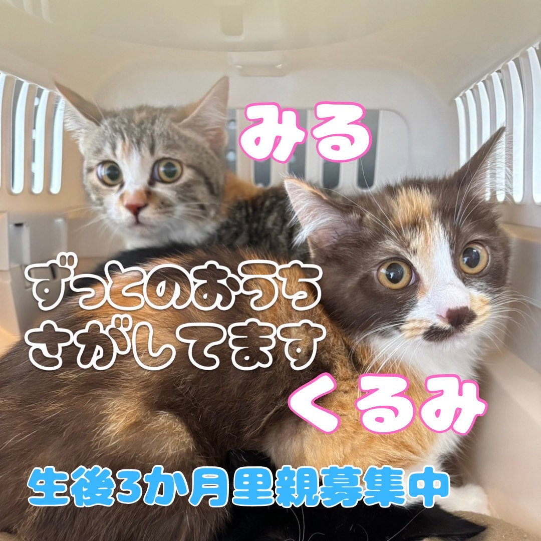 鷲MJ18869　送料無料　即購入可能　スピード発送　ロココ調　猫足　花台 キャットステップ 猫はしご ｜ 猫のための木工所