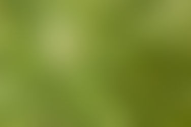 CANNABIS SATIVA STRAIN