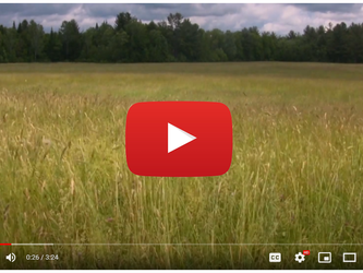 Sea of Grass