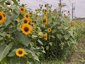 7月26日~8月3日🌻清瀬ひまわりフェスティバル